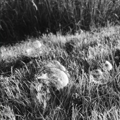 Halcyon (Chilled Tempo)