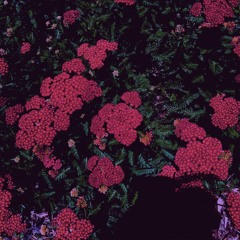 canopy