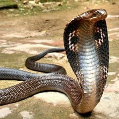 Main ular