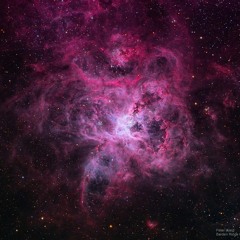 Strangers In The Night: Osvit