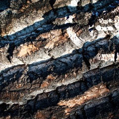 Harmony Rec. podcast | Primal Code