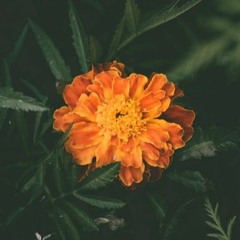 Orange Blossom