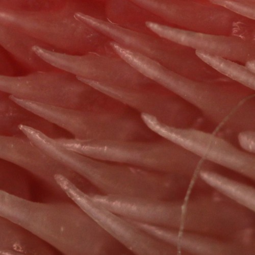 Gebouwenlikker Arielext