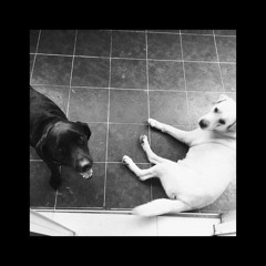 Me & My Dog (boygenius Cover)