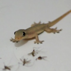 Cicak Keselek (Cicak-Cicak Di Dinding)