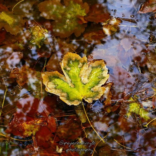 Olafur Arnalds Autumn Day Another Happy Day , filme music