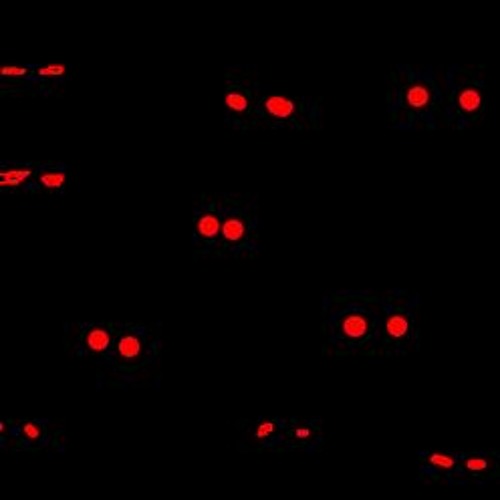 глаза из темноты. много глаз. красные глаза в темноте. много красных глаз. много красных глаз.
