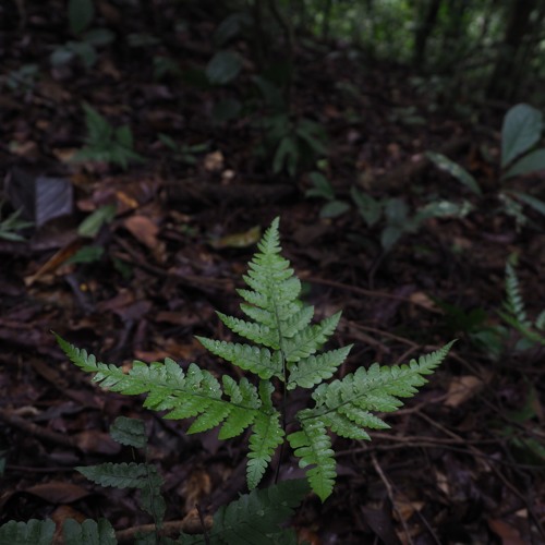 Dusk In The Forest