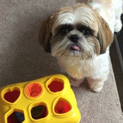 Snow Disco Courgettes (Demo)