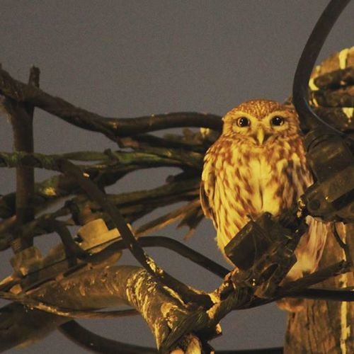 Little Owl, Athene Noctua, Κουκουβάγια Greece.