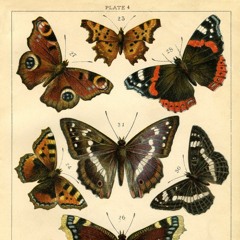 anatomies of fragile things (2018) for oboe, violin, and piano