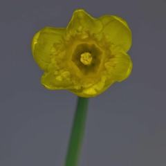 Damn - Daffodil