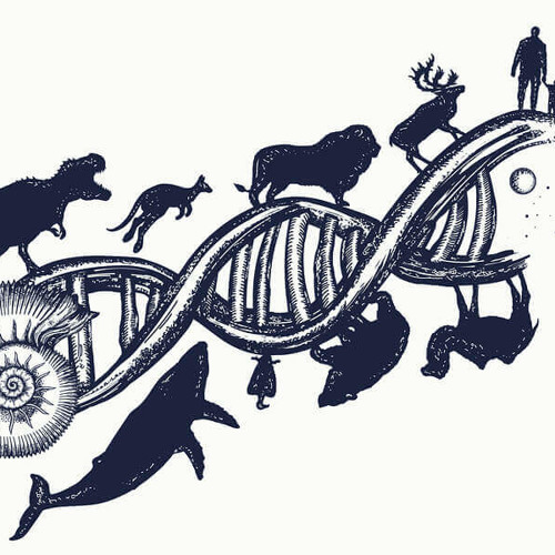 SaCkre / Evolution-k