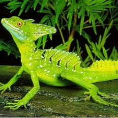 Pastoral (Markers arrangement of The Jesus Lizard song)