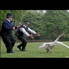 It's just the one swan, actually.