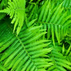 FERNS