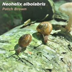 What A Fool Believes