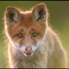 Kuidas rebasepoiss limpsas keelt