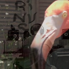 Rinus Flamingo - solo