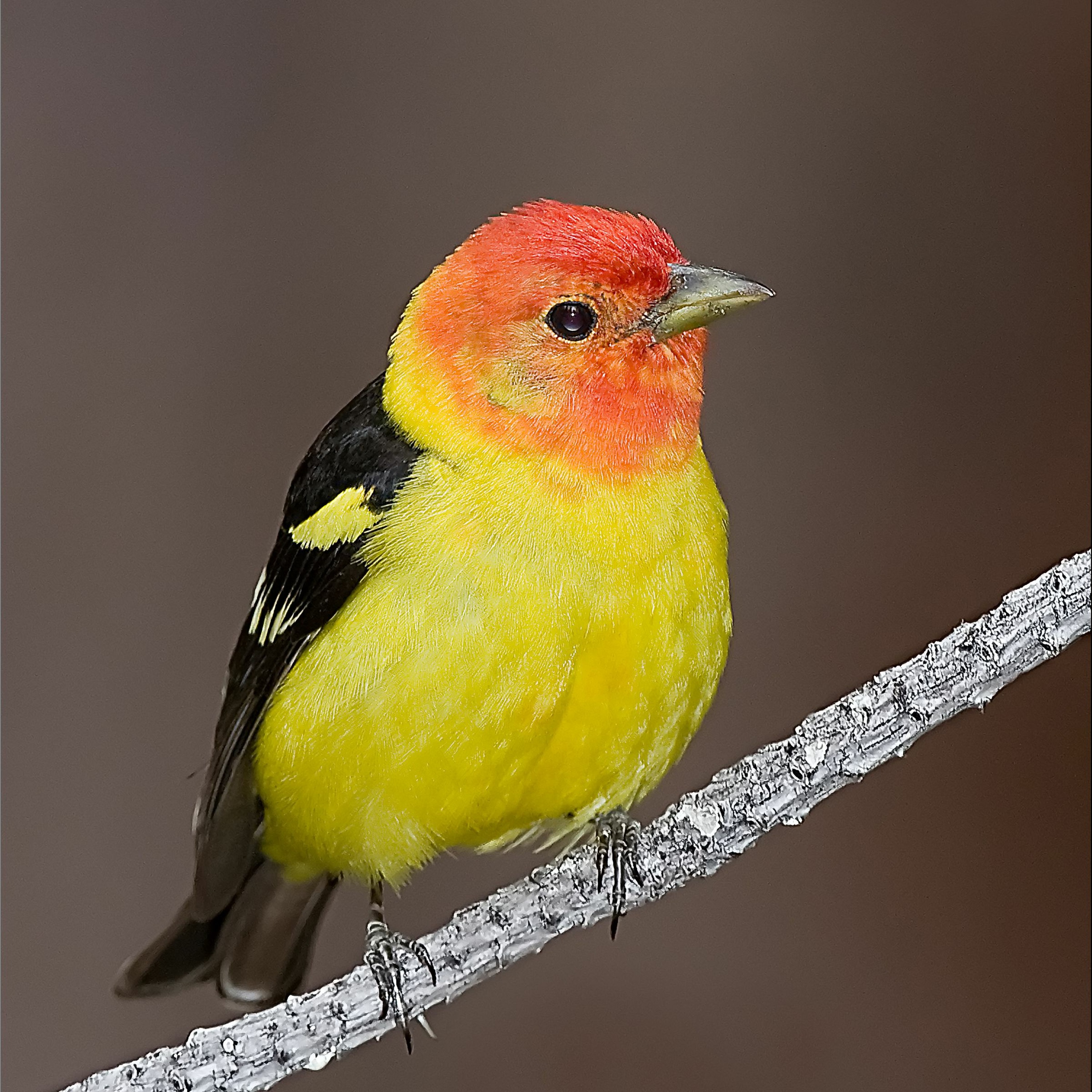 Christmas Bird Count