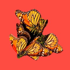 Butterflies ft Shallyn Kim