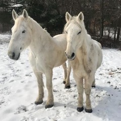 Tiger Mountain Peasant Song (Fleet Foxes Cover)