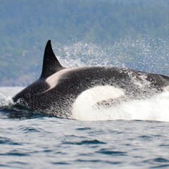 Transient/Bigg's Killer Whales in Haro Strait ~ December 7, 2018