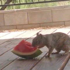 Jim Lahey Falls Down