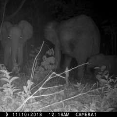 Forest Elephants At Mango Grove
