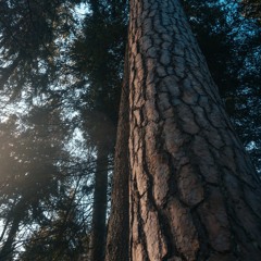 Spaziergang