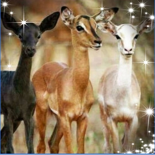 من أنا ؟ رائعة عزيزة جلال