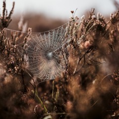 SPIDERWEBS ft. Hailey Anderton (original)