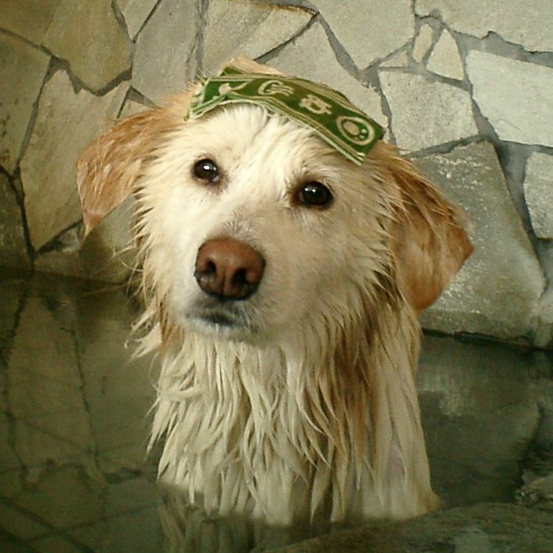 Stream 家族になろうよ Wedding ver.(Instrumental) by Doggy | Listen