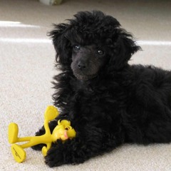 Bohemian Rhapsody (full vocal cover)