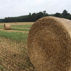 Dub N Wub Revenge of The Wub