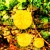 Artwork for The vines covering the walls were bursting with golden fruit, whose mere touch burns for hours