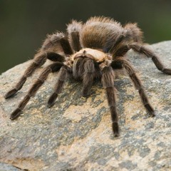 Tarantula(Feat. Silky Mike & StillSkinni)