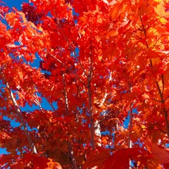 Spookyghostboy - so low (cover)