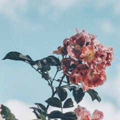 hostage (cover) - plants & planets