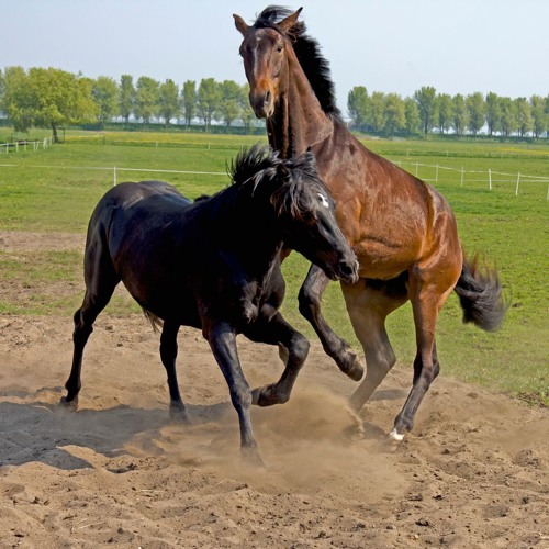 A frolic of hoofs and fat fingers