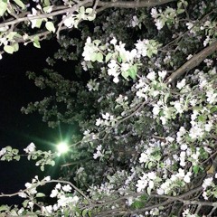 Whitespace I-XII 2018-2023