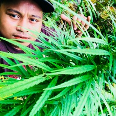 You can smoke marijuana 😵on yap island__Tommy 2018