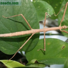 Lean Machine ft. Bil nye Tinydickslim diss (prod)chance