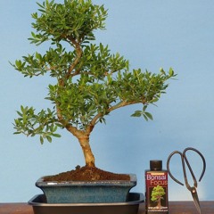 Bonsai Tree INS