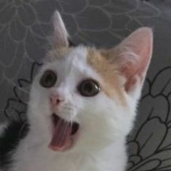 memes for bad parties -- cristmasps