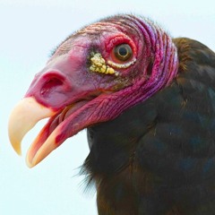 The Doomsday Peppers - Mary Jane (Adaption of Help Me Faith - Far Cry 5 OST)