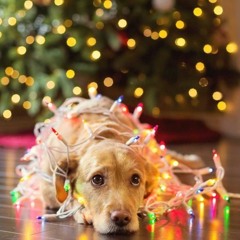 Pet Safety for the Holidays