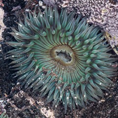 Sea Anemone