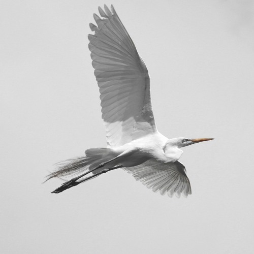 Detachment from Situations and Circumstances - Amsterdam