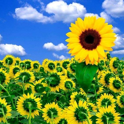 GOVERNMENT SPELLING RADHU